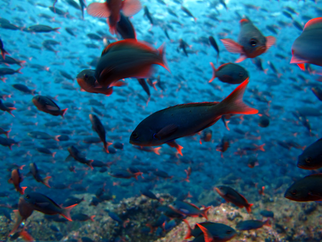 Thick schools of fish Thick schools of fish
