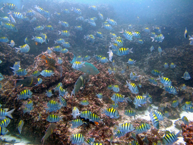 School of Panama sergeant majors