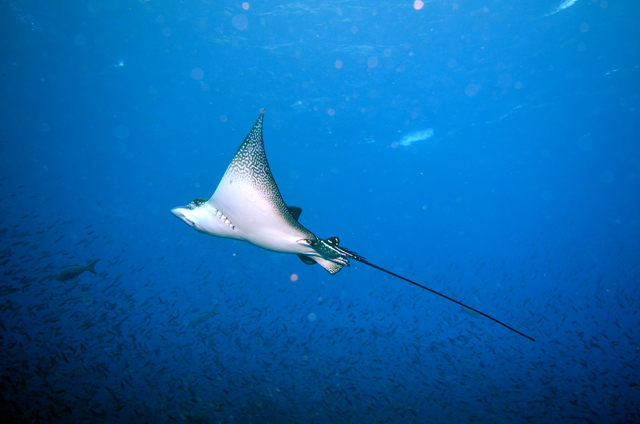 A spotted eagle ray glides through the water A spotted eagle ray glides through the water