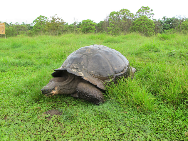 Galapagos tortoise
