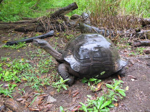 Galapagos tortoise
