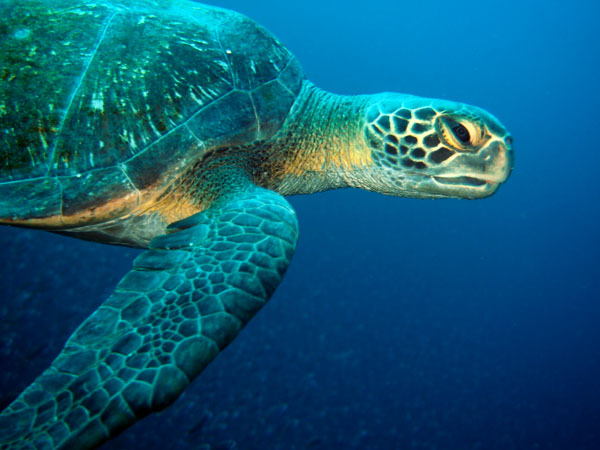 At Urvina Bay we saw a green sea turtle like this munching on algae
