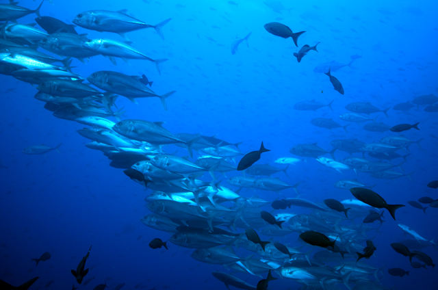 Schools of fish have no problems with the currents Schools of fish have no problems with the currents