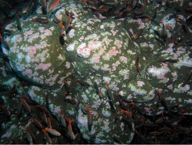 Pink spots covering most of this coral Pink spots covering most of this coral