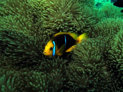 Orange-finned anemonefish (Amphirion chrysopterus) sitting in an anemone