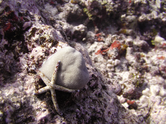 A sea star clinging to a coral head.