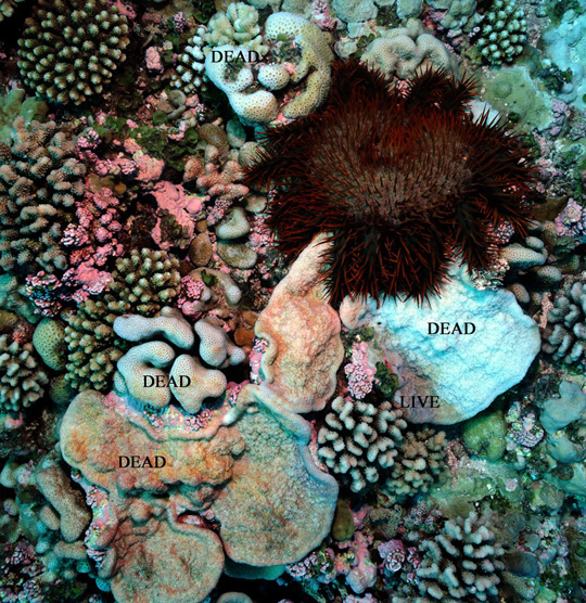 COTS seastar feeding on corals on a shallow reef at Bellinghausen. Most of the plating coral (Montipora) below the COTS has been eaten within the last day or two while several other corals were consumed previously. COTS seastar feeding on corals on a shallow reef at Bellinghausen. Most of the plating coral (Montipora) below the COTS has been eaten within the last day or two while several other corals were consumed previously.