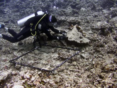 Dr. Bejarano sets up cameras to monitor herbivore activity.