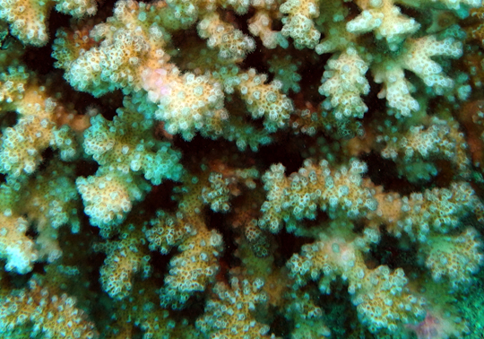 Closeup of a portion of a colony of Pocillopora damicornis. The brownish coloration is from the pigments in the zooxanthellae. Closeup of a portion of a colony of Pocillopora damicornis. The brownish coloration is from the pigments in the zooxanthellae.