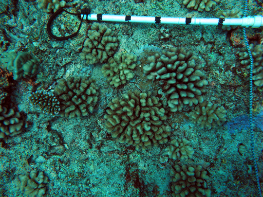 A shallow fore reef community showing promising signs of recovery. The scale bar is 50 cm long. Shallow reef slope: A shallow fore reef community showing promising signs of recovery. The scale bar is 50 cm long.