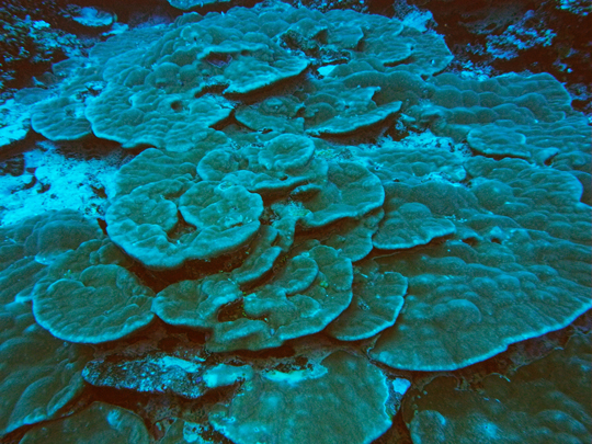 Deep reef with flat, plating corals Deep reef with flat, plating corals