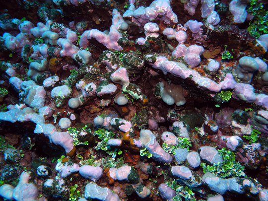 Dead coral skeletons with green Halimeda algae, cemented in place by red crustose coralline algae, at mid-depths (15 m) on the fore reef Dead coral skeletons with green Halimeda algae, cemented in place by red crustose coralline algae, at mid-depths (15 m) on the fore reef
