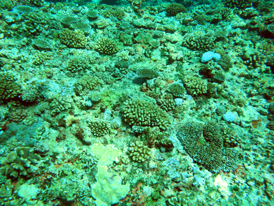 A reef undergoing recovery A reef undergoing recovery