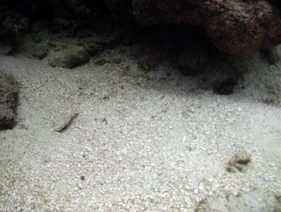 An example of coarse grained sediment predominately found on the reef slope. Note the larger grains, pieces of coral fragments, and calcified algal chips