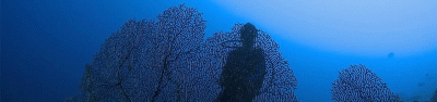 Gorgonian Soft Coral Pano