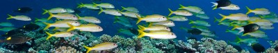 Tonga Fisheries