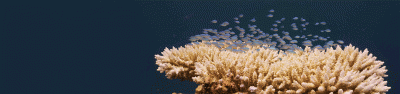 Bleaching Coral in BIOT