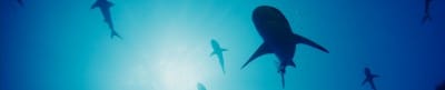 sharks in the coral canyon