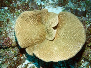 Turbinaria plate (small)