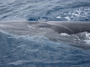 Dwarf minke whale surfacing for air.