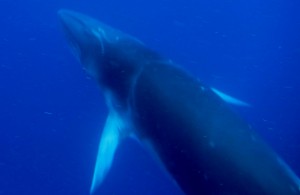 Dwarf minke whale swimming with our ground truthing team.