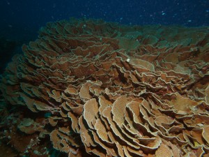 Turbinaria florets