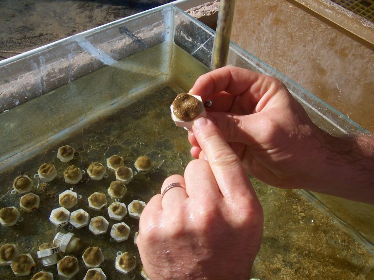 Ecotox-coral-specimen11