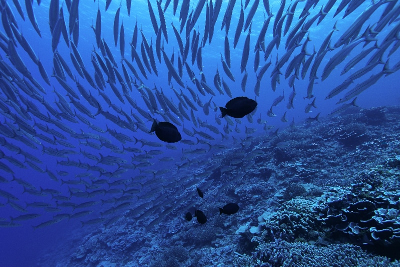 Solomon Islands Customary Welcome Ceremony (KSLOF)Living Oceans