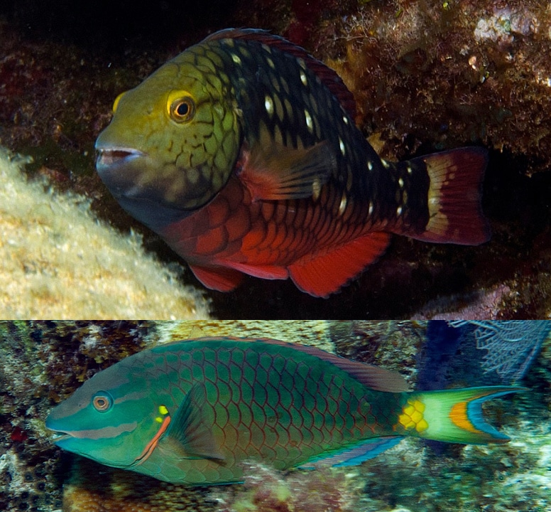 Topic simply Fish that change sex opinion Theme Fish that change sex all became