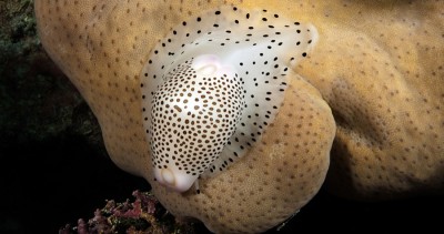 Tonga Ocean Images, Underwater Photography