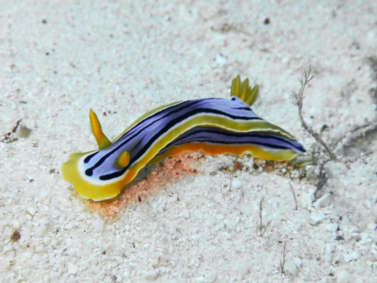 Color_Corrected-PA-290085