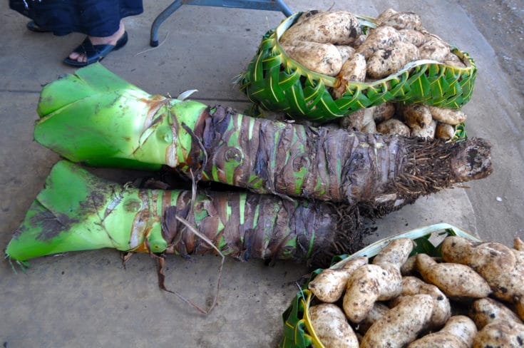 Tongan Livelihood: Living Off the Land for Handicrafts ...