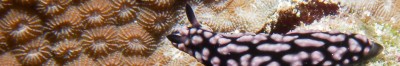 Nudibranches Images