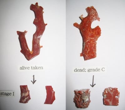 Samples of 'Corallium japonicum' from the Pacific show the difference in quality between coral that is harvested when it was alive to coral that has been collected as a dead coral fragment.