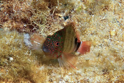 Small Reef Fish Images