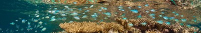 Small Reef Fish Images