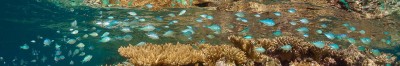 Small Reef Fish Images