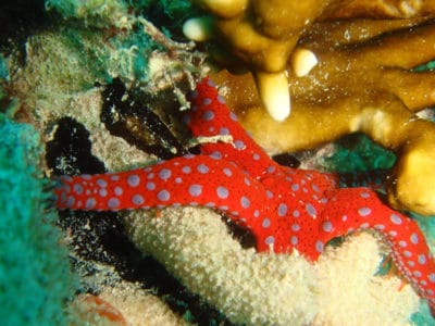 Sea Stars and Starfish Images