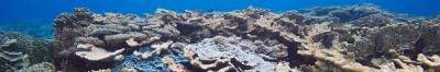 Why Should We Care About Coral Reefs?