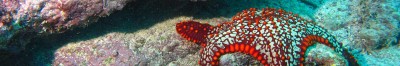 Sea Stars and Starfish Images