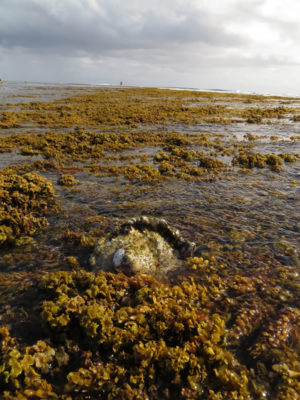 Green Snails Exposed at Low Tide