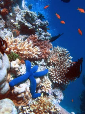 A Blue Starfish (Linckia laevigata) resting on hard Acropora coral. Lighthouse, Ribbon Reefs, Great Barrier Reef.