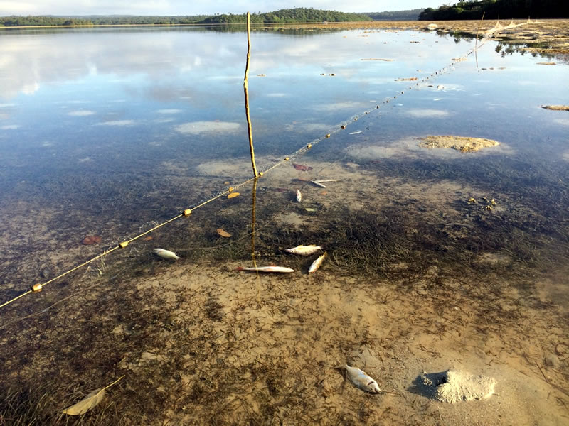 https://www.livingoceansfoundation.org/wp-content/uploads/2014/08/fish-caught-in-the-tidal-net-at-koloa.jpg