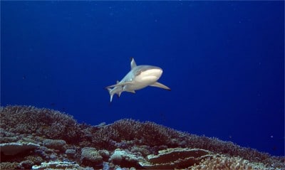 Great Barrier Reef Black Tip Reef Shark