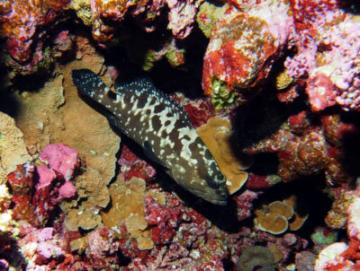 Great Barrier Reef Grouper