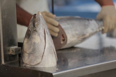 Tuna are cut up and sold at the Vava'u fish market in Tonga.