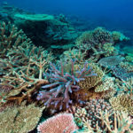 Working with the Great Barrier Reef Foundation to save corals in the South Pacific