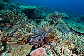 Corals of the Great Barrier Reef.