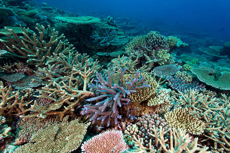 Working with the Great Barrier Reef Foundation to save corals in the ...