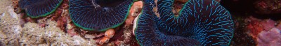 Midshelf Reefs of the Great Barrier Reef